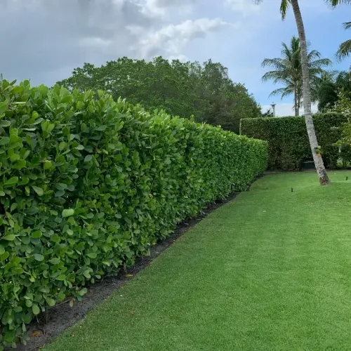 Muda Clusia Cerca Viva Paisagismo Vasos Jardim Planta Chacara