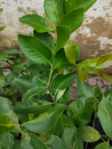 Mudas de Limão Siciliano Enxertado, lindas mudas