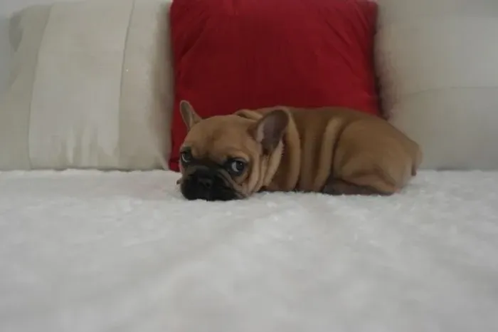 Filhote de Bulldog francês - Cor fulvo macho maravilhoso já vacinado- 11.9.49.33.76.34