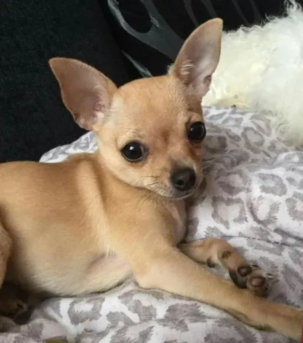 Chihuahua pelo Curto Filhotes na Cor Amarelo