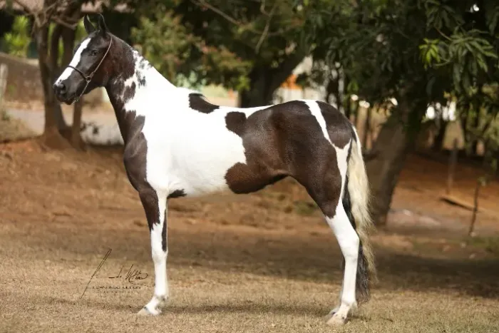 Cavalos Mangalarga Marchador, puro sangue, registrados e chipados-Parcelamos