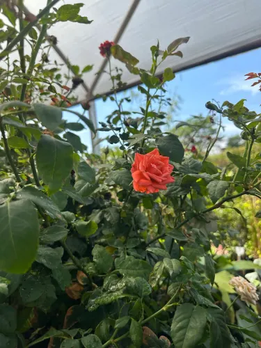 Muda de Roseira