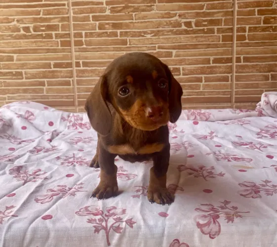 Teckel Mini Macho ( Chocolate )