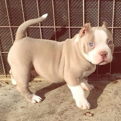 Filhote de Pitbull - Olhos azuis mais que perfeicao
