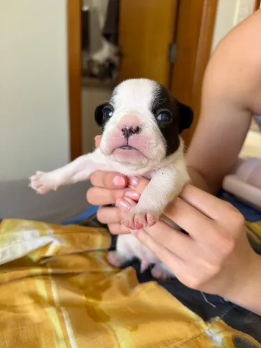 Filhote de Bulldog Francês 