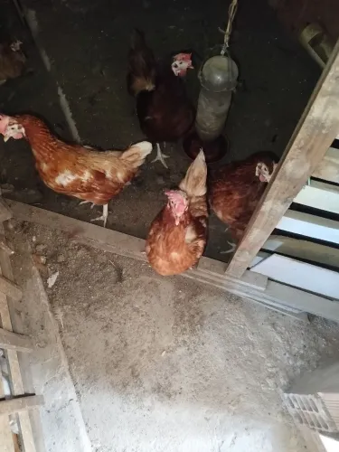 Vendo galinhas poedeira
