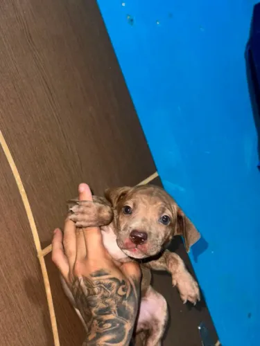 Filhote de Pitbull American Bully 
