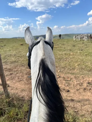 Cavalo MM registrado
