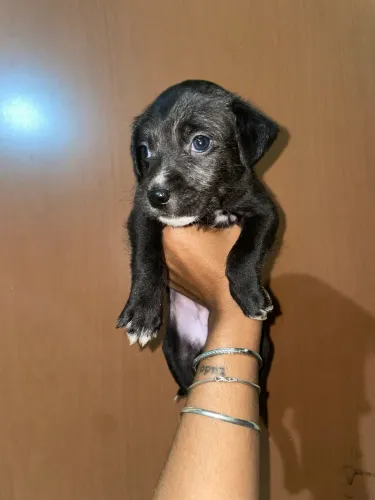 Cachorro 