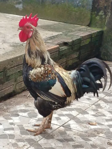 Galo Caipira à Venda