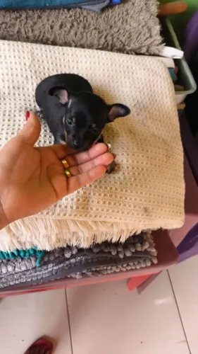 Pincher machinho disponível 
