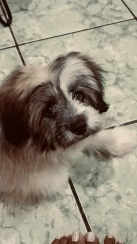Doação cachorro filhote Shitzu com poodle.