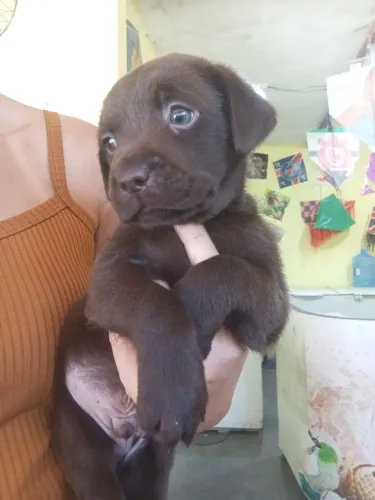 Filhotes de labrador 
