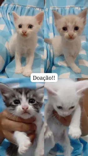 Doação 