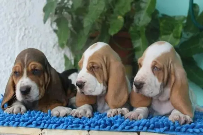 Basset hound