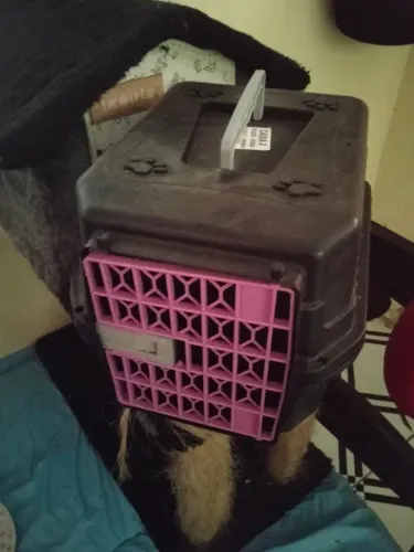 Caixa de Transporte de Animal