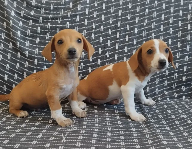 Dashund Salsichinha miniatura