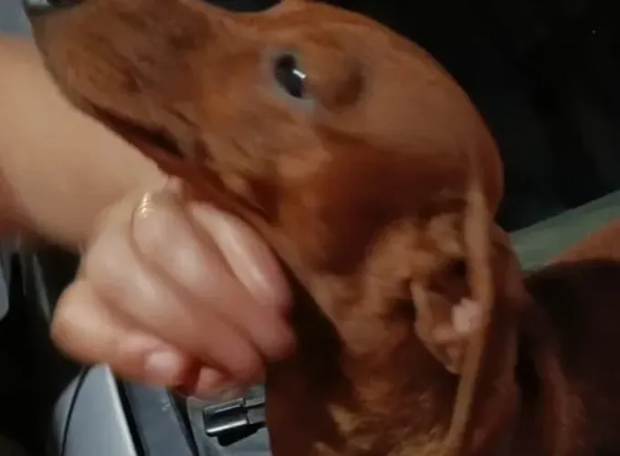 Vendo Basset dachshund mini