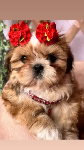 Filhotes Shih Tzu - Entrega Imediata