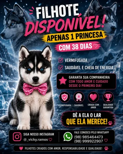 Filhote de husky siberiano