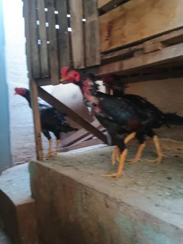 Frangos mura