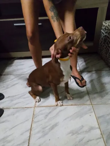 Pittbull 