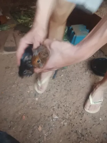 ? Porquinho-da-índia<br>? R$ 30 cada<br>? Interessados, chamar no privado!