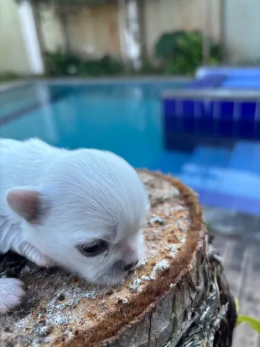 Chihuahua macho pelo longo cbkc pedigree 