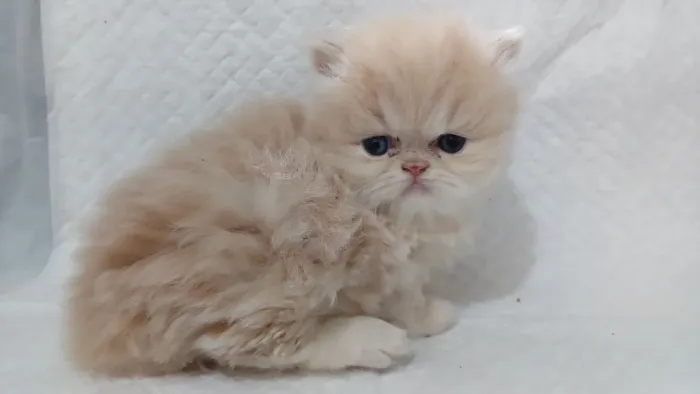 Lindo filhote de gato persa macho garfield puro.Parcelo.Entrego Joinville, Camboru, Floria