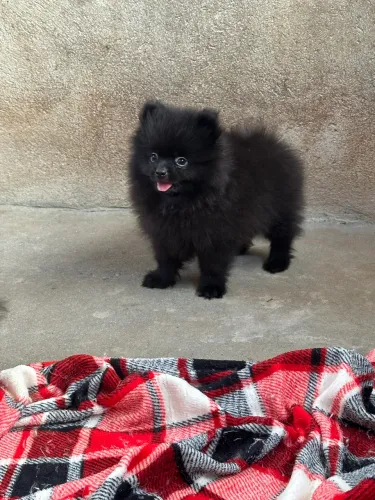 Lulu da pomerania macho