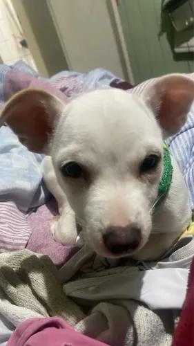 Pinscher 01 branco ele é raro