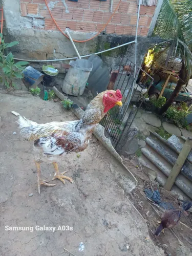 Galoindio gigante carijo*#