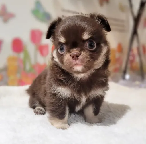 Chihuahua Pêlo Longo ChocoTan Macho!!