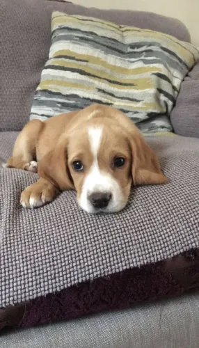 Filhotes de Beagle | Descubra o encanto de cada olhar!
