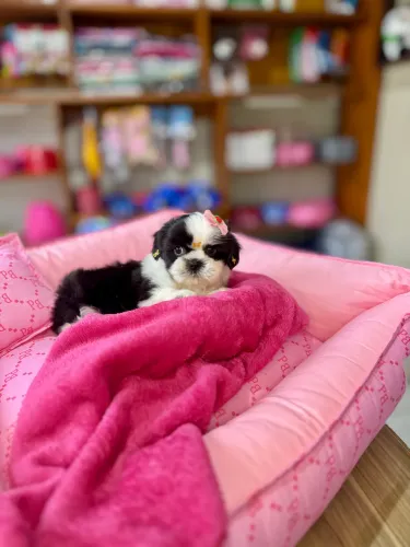 Shihtzu macho e fêmea! Entrego, Parcelo, LEIA a descrição