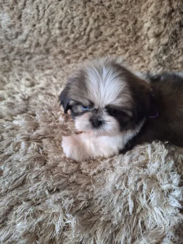 Filhotes de shihtzu alto padrão