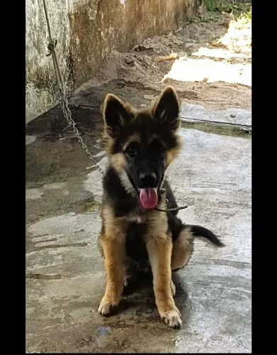 FILHOTE PASTOR ALEMAO COM HUSKY SIBERIANO - MACHO