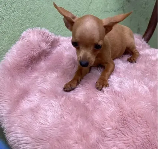 Pinscher miniatura