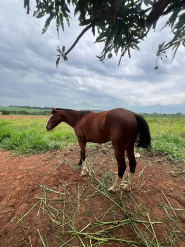 Cavalo