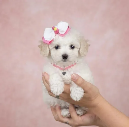 Poodle toy fêmea pedigree branca