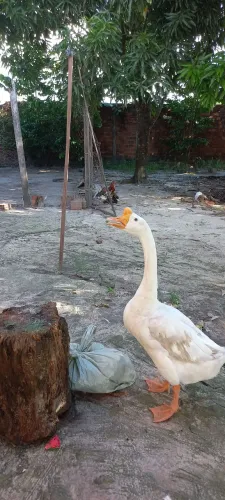Vendo ganso macho 