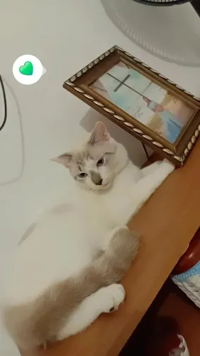 Doação gato macho