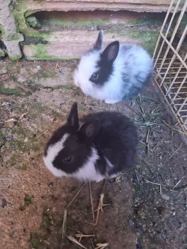 Eu estou  vendendo  esses dois coelhos 