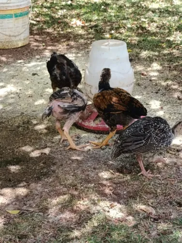 Vendo pintinhos caipira 