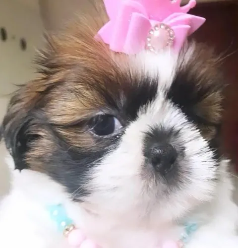 Bebes fofos perfeitos shitzu raça perfeita carinhosa