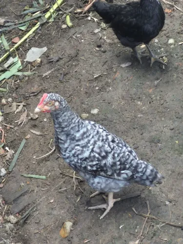 Torro franguinhas e franguinhos caipiras