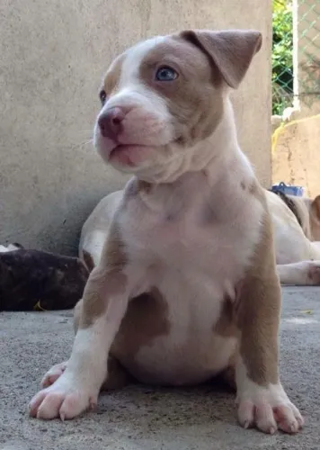 Pitbull Amor que cresce no convívio