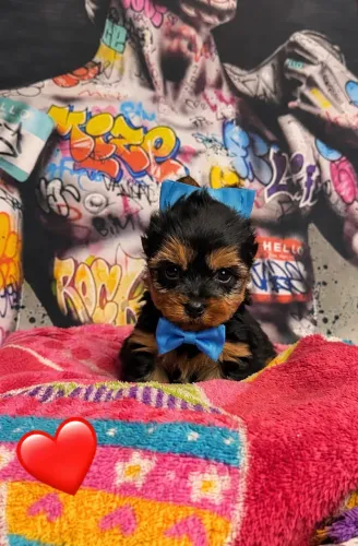 Filhote mini yorkshire terrier