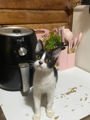 Gata Fêmea Castrada p/ Doação