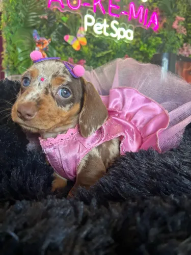 Dachshund ( Linguicinha) arlequim choco 